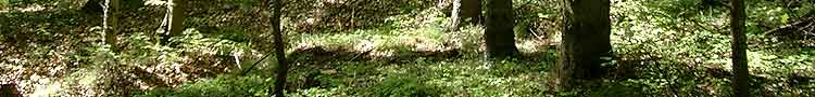 wald