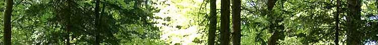 wald
